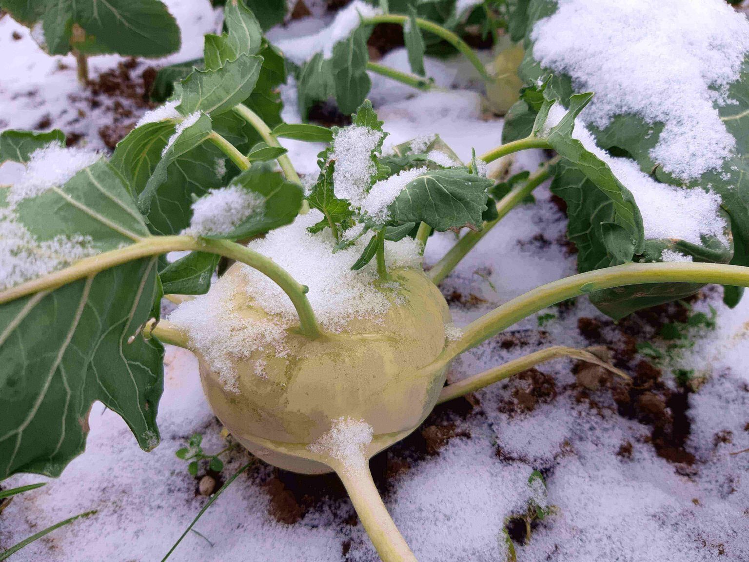 Gesundes Wintergem Se Vitamine F R Kalte Tage L Wenzahn